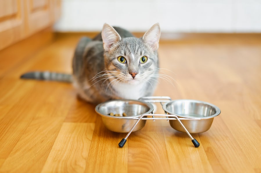 Cat After Eating From The Bowl