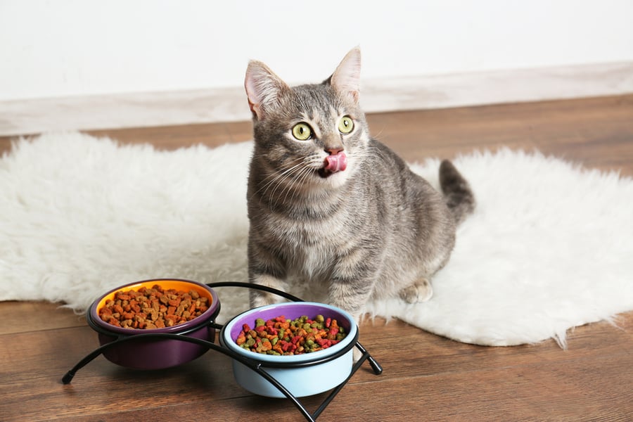 Cat Food Bowls Away From The Walls