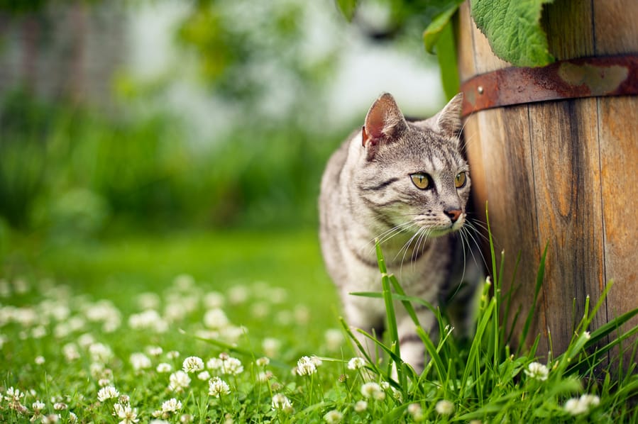 Cat In The Garden