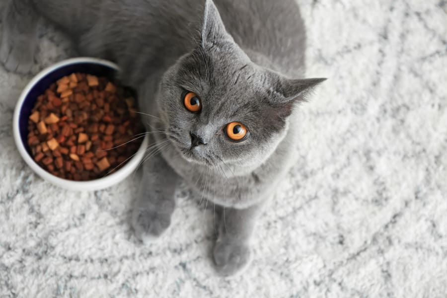 Cat Near Its Food Cat Near Its Food