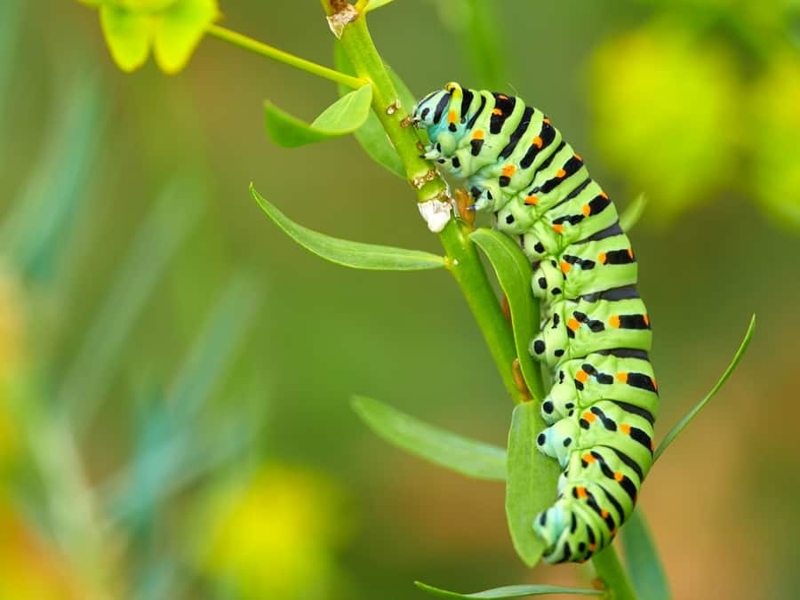 Caterpillar