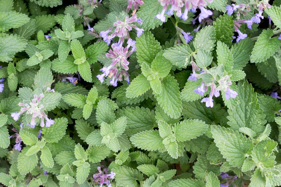 Catnip Or Catmint Green Herb Background