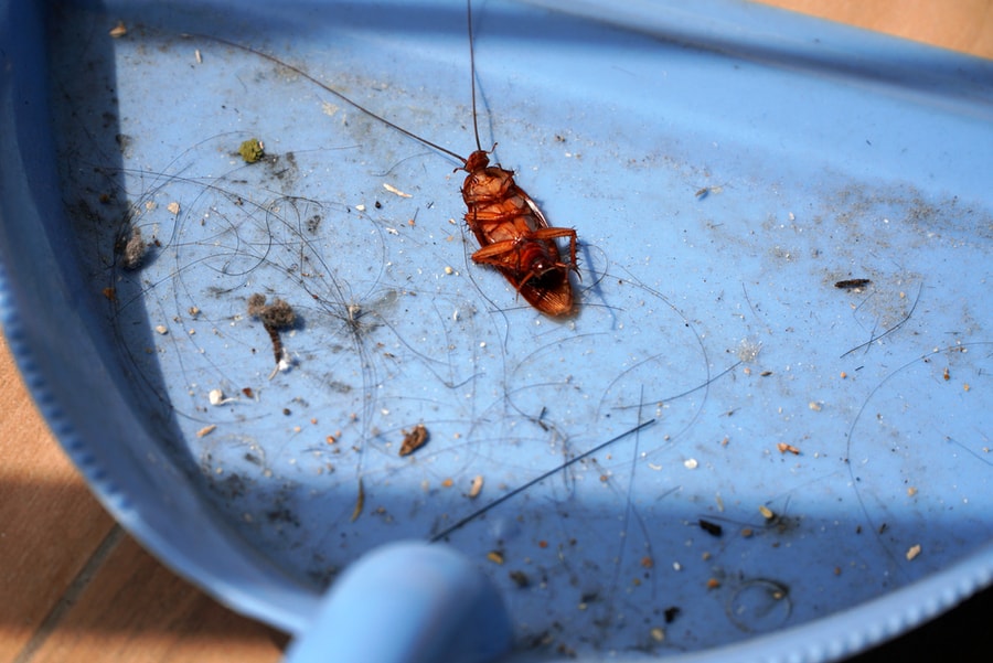 Caught Dead Cockroach On Dustpan