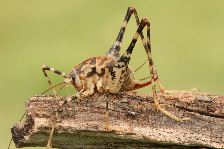 Cave Camel Cricket