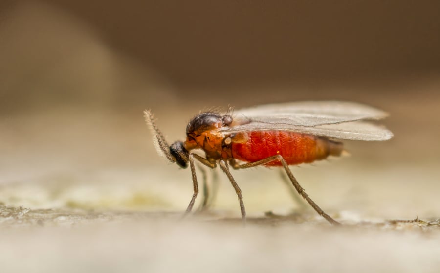 Cecidomyid Gall Gnat Close Up