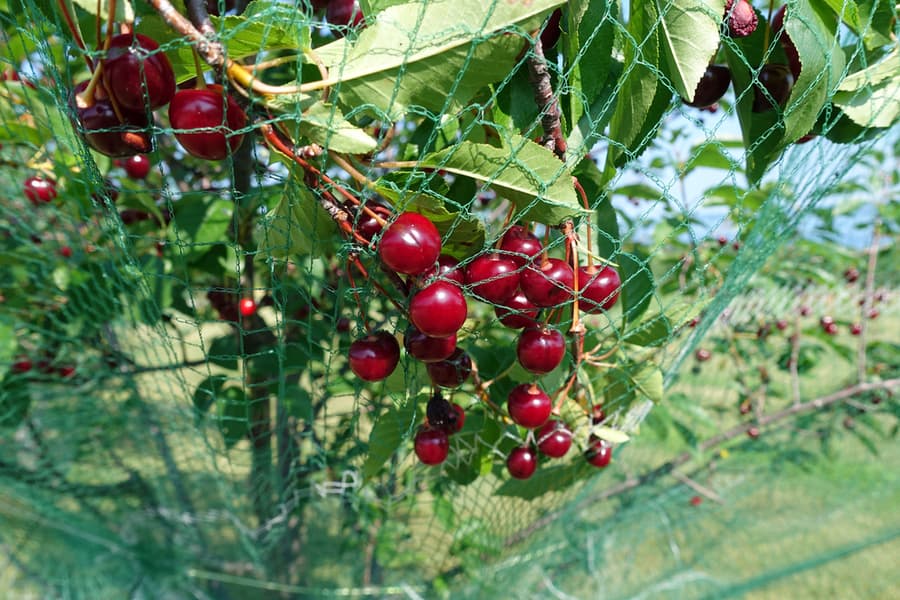 Cherries On The Tree With Protective Netting
