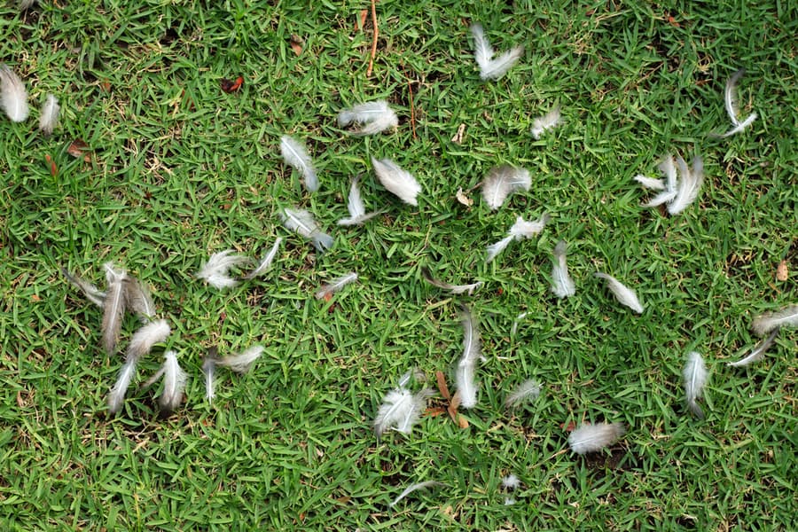 Chicken Feather Fall On Grass