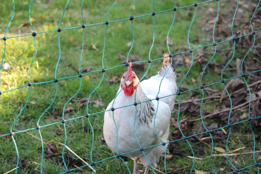 Chicken Fence