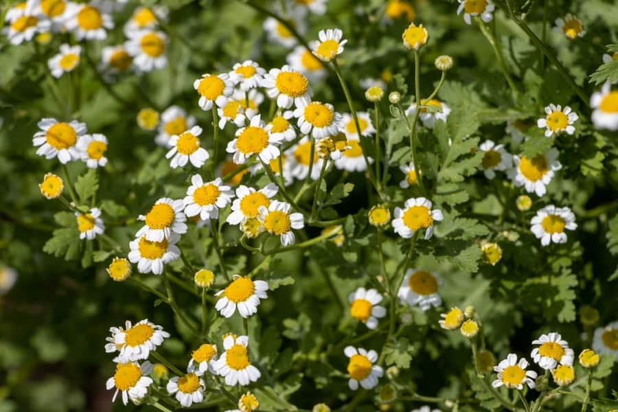 Chrysanthemum Flowers