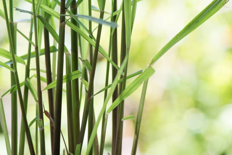 Citronella Grass Or Cymbopogon Nardus On Natural Background