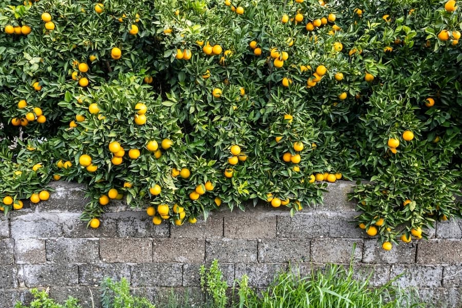 Citrus Plants On Fence