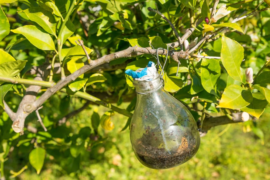 Citrus Tree Fly Trap