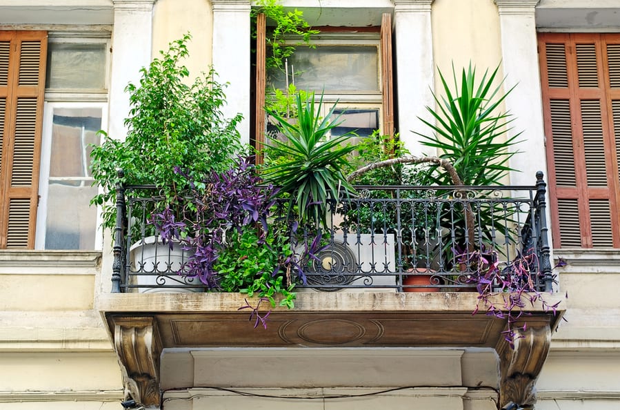 Clear Overgrown Plants