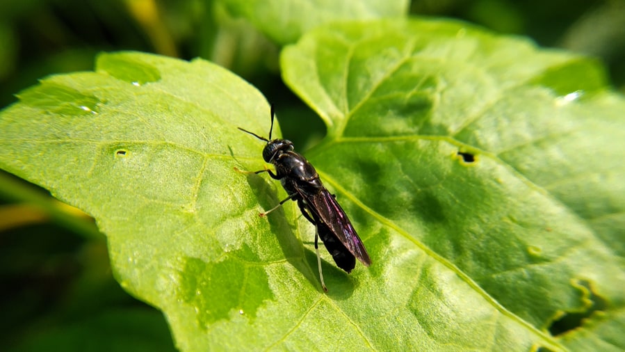 Close Up Black Soldier Fly