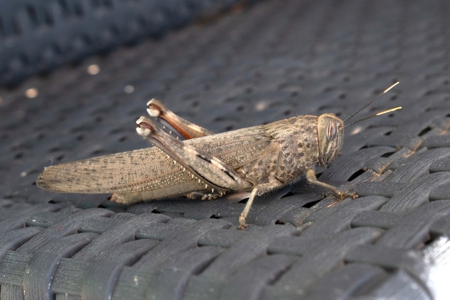 Close Up Of A Big Grasshopper On Resin Wicker Patio Furniture