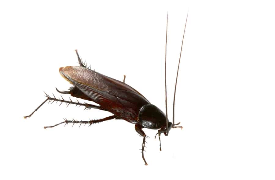 Close-Up Of A Cockroach