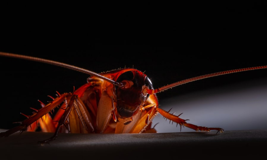 Close-Up Of Animal Red Cockroach At Night