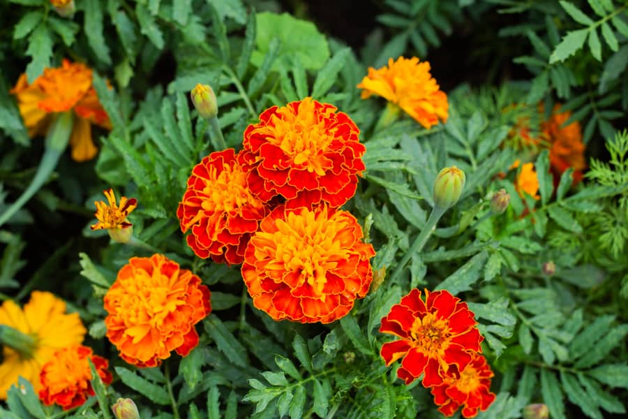 Close Up Of Beautiful Marigold Flower