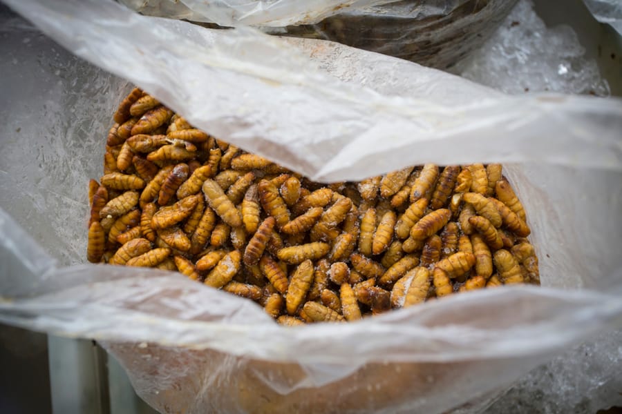 Close Up Of Larvae In A Plastic Bag