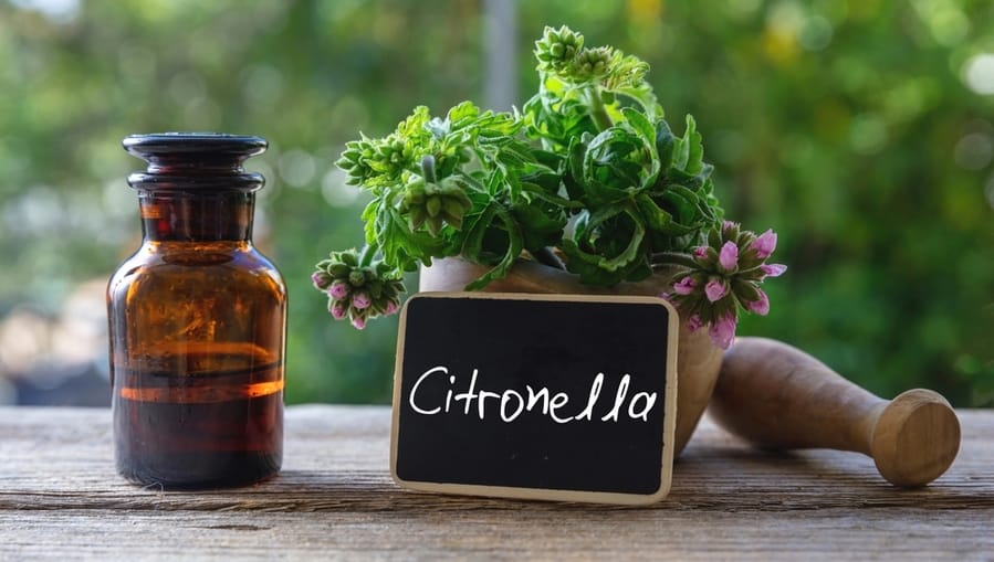 Close Up View Of Citronella Geranium Essential Oil Glass Bottle On Wooden Table.