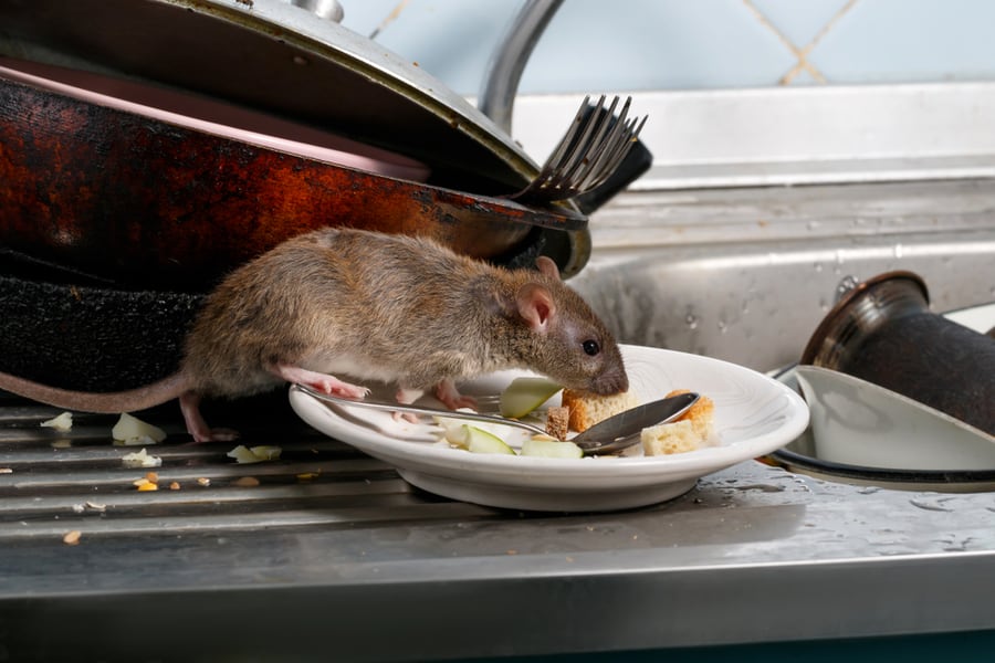 Close-Up Young Rats (Rattus Norvegicus) Sniffs Leftovers On A Plate On Sink At The Kitchen.
