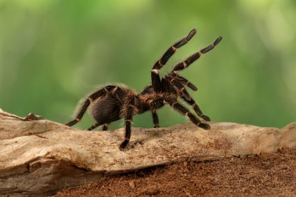Closeup Female Of Spider Tarantula