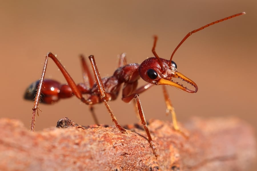 Closeup Of A Bull Ant