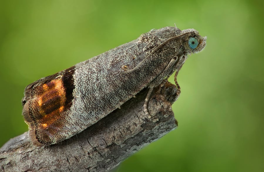 Closeup Of A Codling Moth