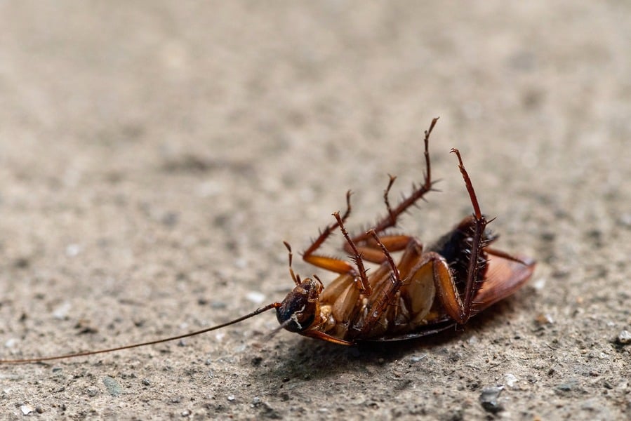 Closeup Pciture Of Dead Cockroach