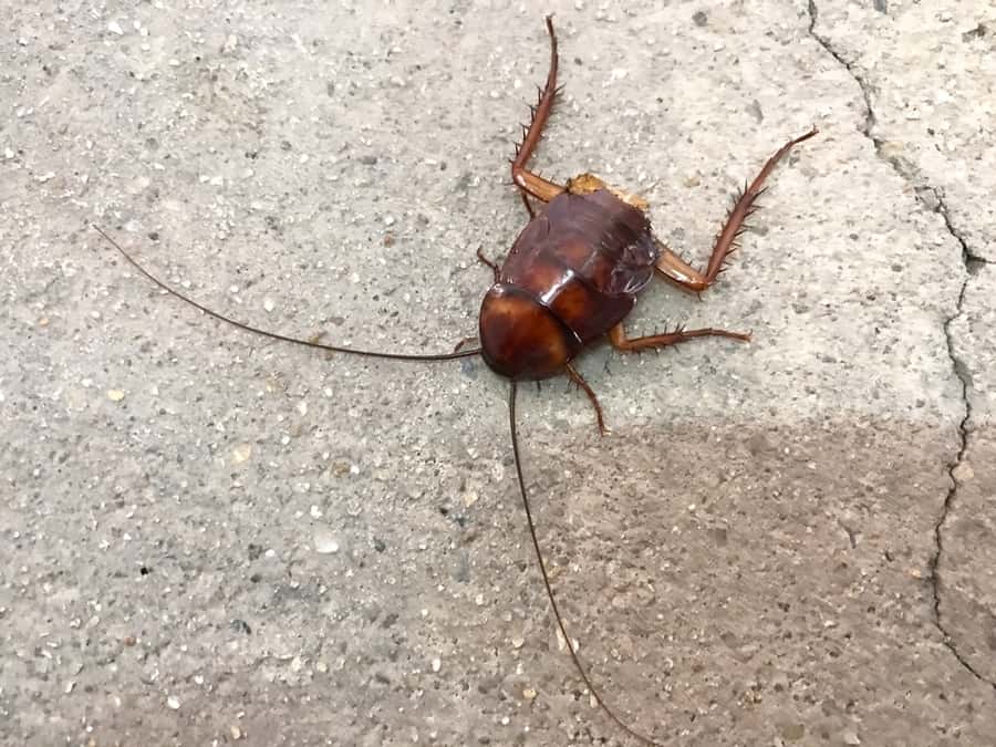 Cockroach Analyzing The Surrounding