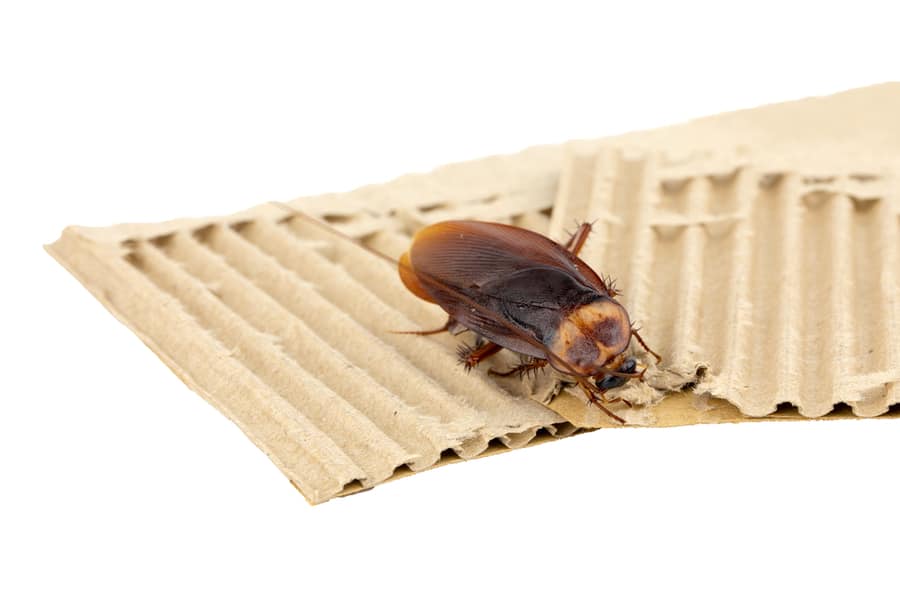 Cockroach Bites Paper Box