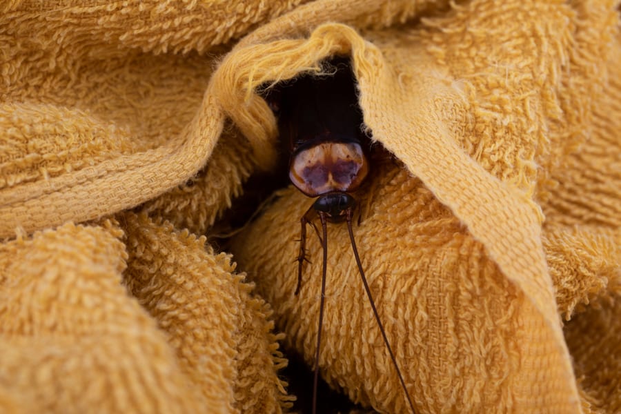 Cockroach Biting Cloth Insects Destroying Objects In The House.