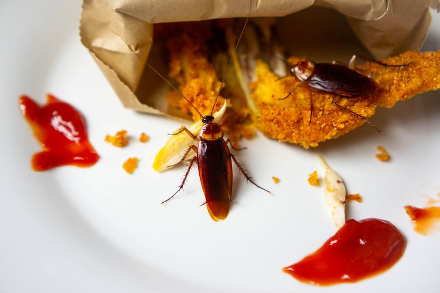 Cockroach Eat Food In The Dish And In The Kitchen