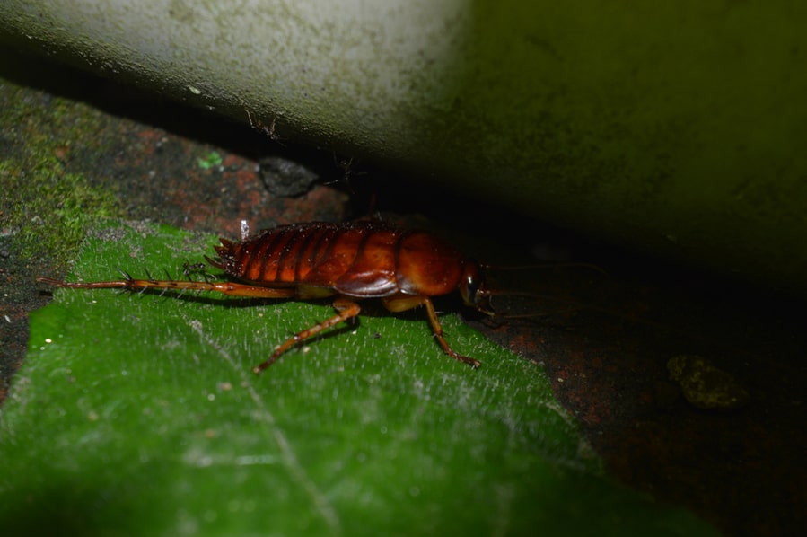 Cockroach Hiding In The Dark