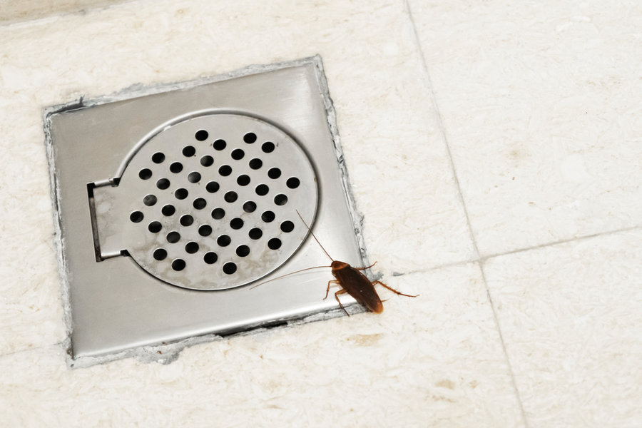 Cockroach In The Bathroom Near The Drain Hole