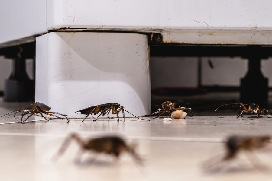 Cockroach Infestation Walking And Crawling On Dirty Kitchen Floor,