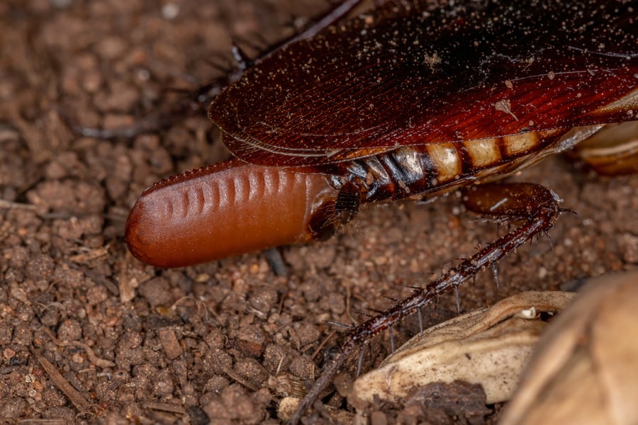Cockroach Laying Eggs