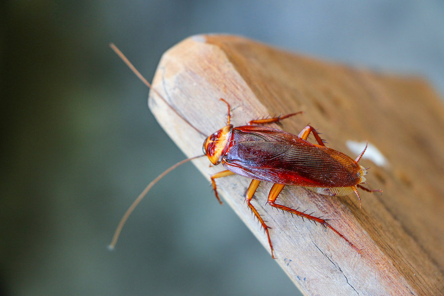Cockroach On Wooden Slab