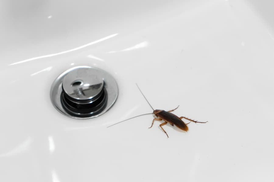 Cockroach Staying Still At The Bathroom