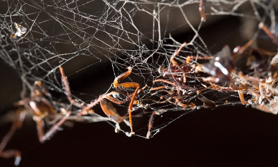 Cockroach Web
