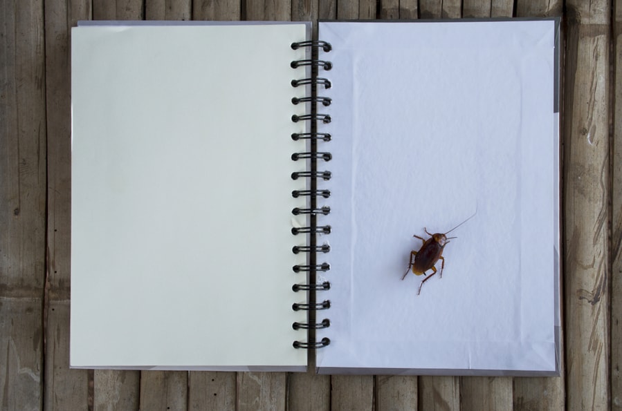 Cockroache On A White Notebook