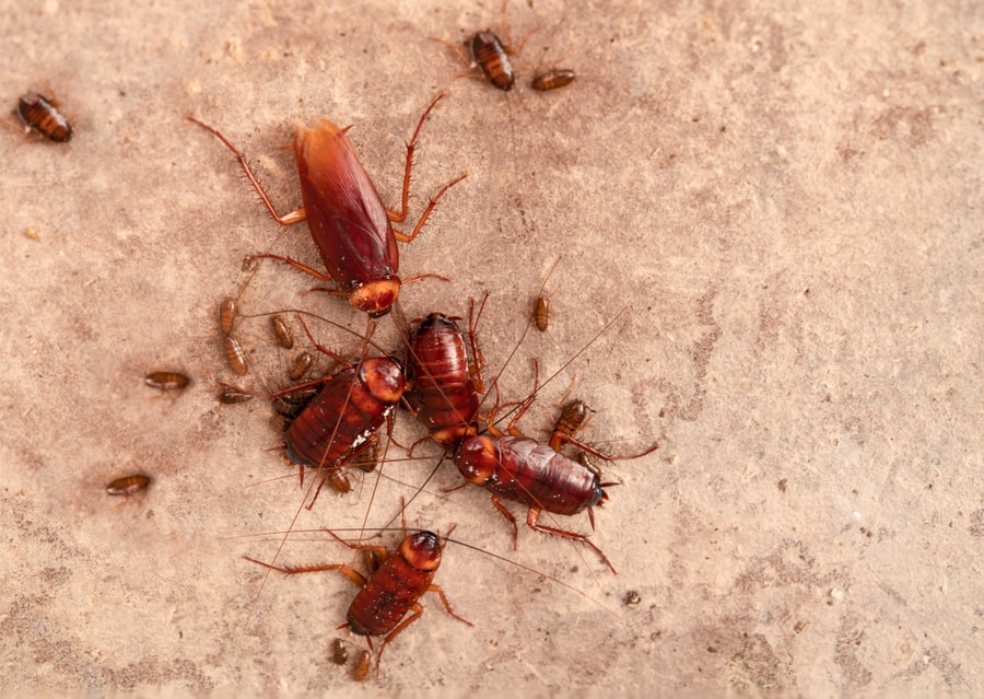 Cockroaches Laying Eggs