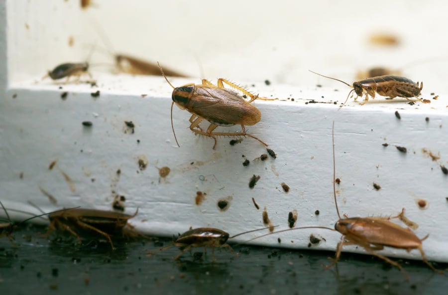 Cockroaches Sittting On White Wooden