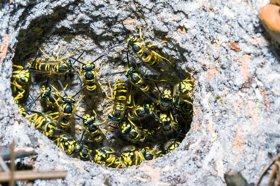 Colonies Of Meat Bees