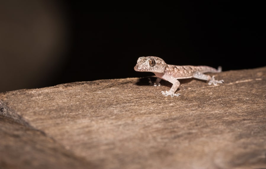 Common House Gecko