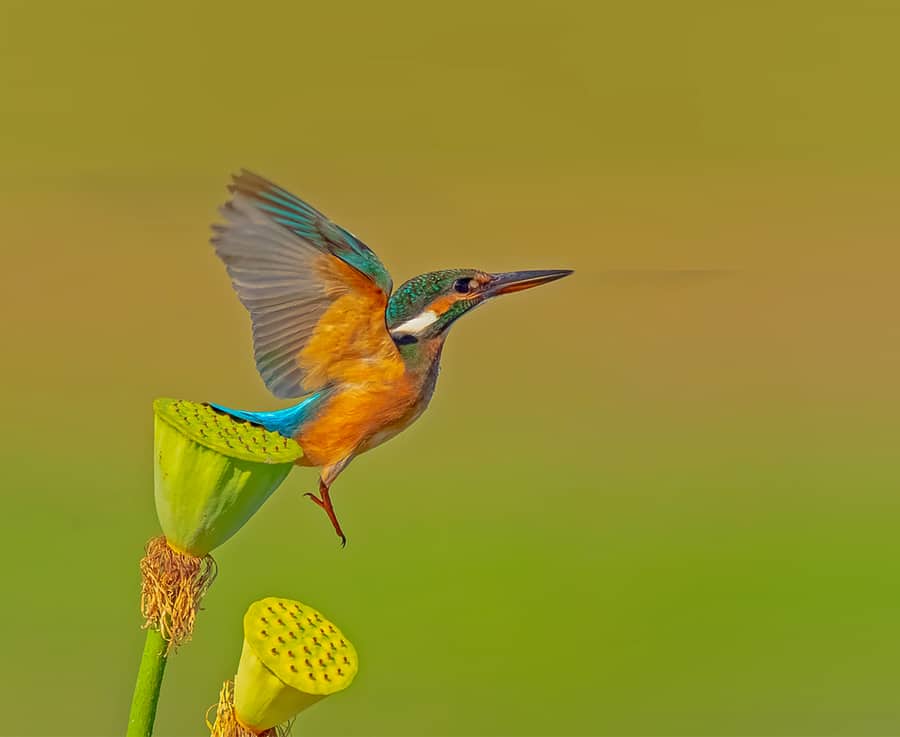 Common Kingfisher Foraging In The Lotus Pond