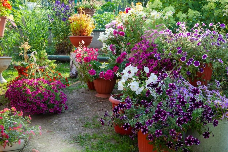 Container Garden