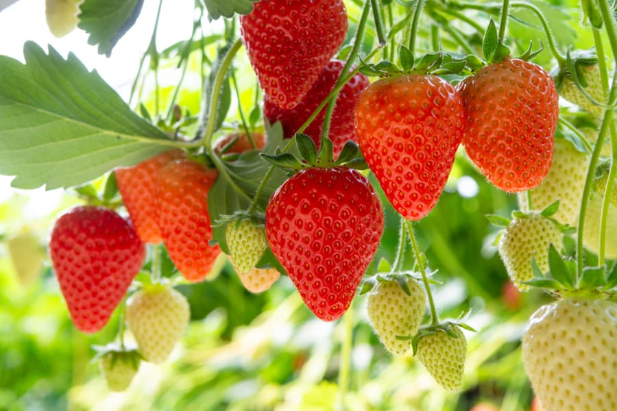 Cover And Fence Your Strawberry Garden