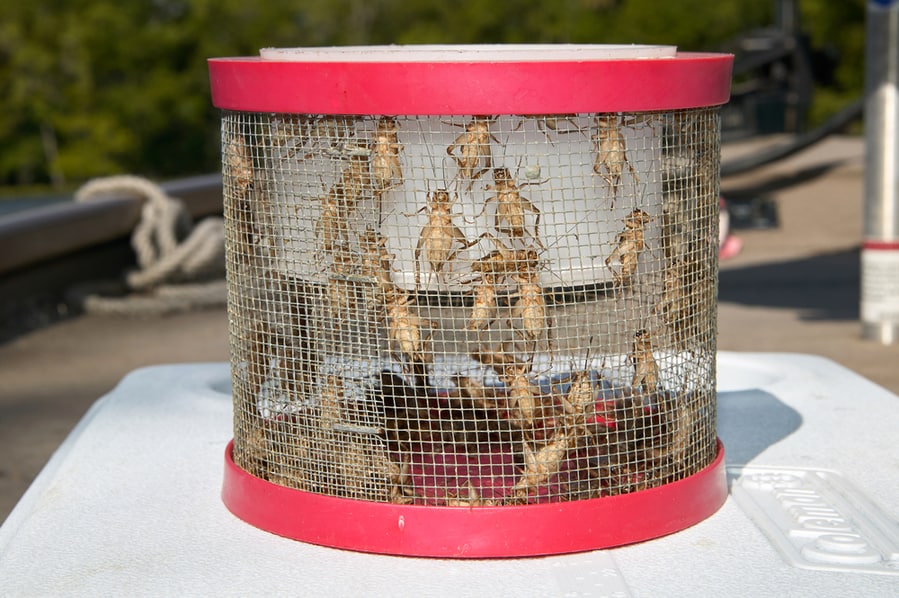 Cricket Bait Box Cage