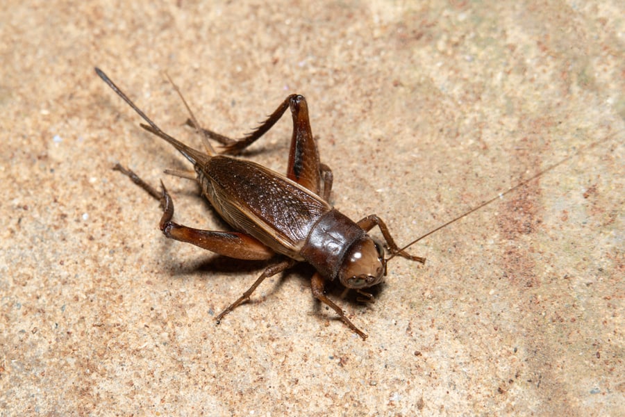 Cricket Insect On Ground